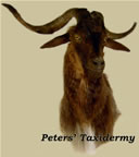 Catalina goat shoulder  mounted by Peters' Taxidermy